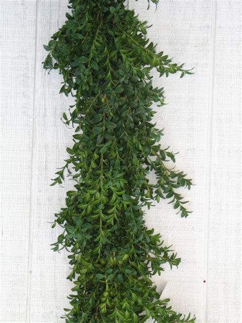 Boxwood Garland – The Cottage Gardens, Inc.