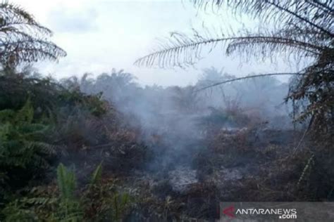 353 Hektare Hutan Dan Lahan Hangus Terbakar Hingga Juni Di Aceh