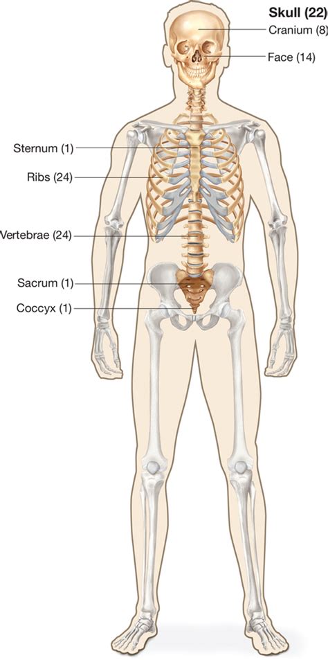 skeleton Diagram | Quizlet