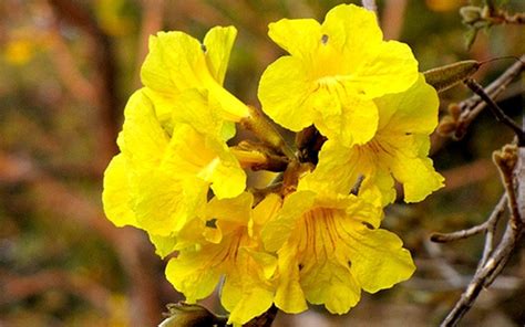 Sementes De Ipê Amarelo Cascudo Tabebuia Chrysotricha Mart Ex A Dc