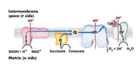 Mitochondria Flashcards Quizlet