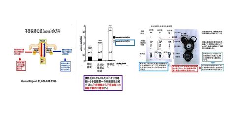 腔内から卵管への精子の移動 ② よくあるご質問徐クリニック