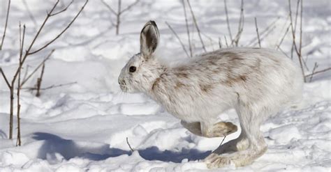 10 ข้อเท็จจริงเกี่ยวกับ Snowshoe Hare ที่น่าทึ่ง Newagepitbulls