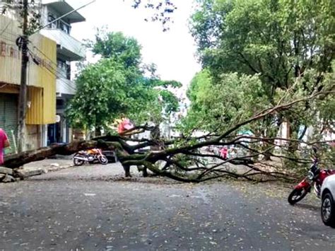 G Durante Chuva Rvore Tomba E Afeta Tr Nsito Em Rua Do Centro De