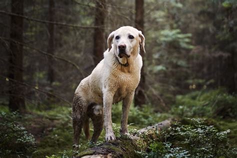 Forkæl din hund med beskidte ture i skoven