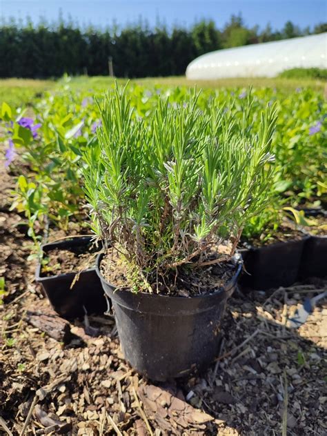 Lawenda Hidcote Blue Strain Lavandula C L Oficjalne