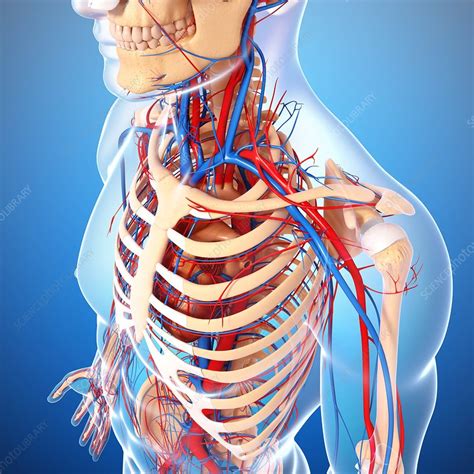 Cardiovascular System Artwork Stock Image F005 9283 Science