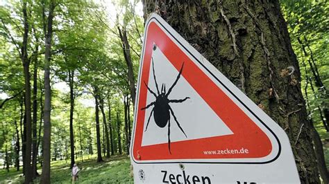 Zeckengefahr In Niedersachsen Und Bremen Gesundheitsamt Untersucht