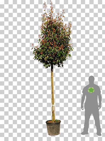 Photinia Png Images Klipartz