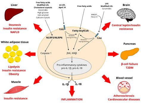 Ijms Free Full Text The Complex Interplay Between Lipids Immune