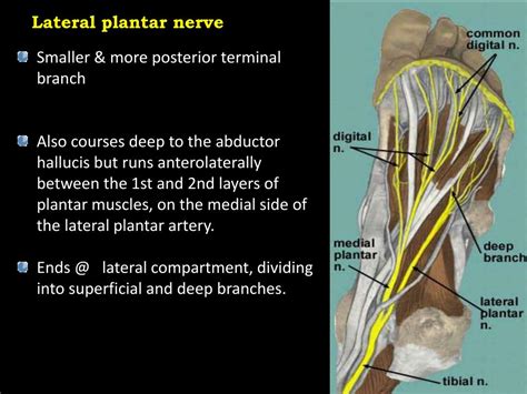 Lateral Plantar Nerve Block