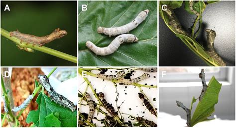 Frontiers Genetic Mapping Of Climbing And Mimicry Two Behavioral Traits Degraded During