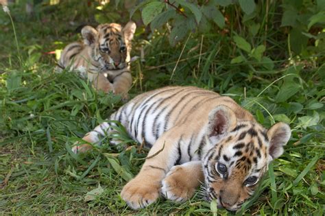 Rare Footage of Twin Sumatran Tiger Cubs Emerging From Their Den Is Too Cute - PetHelpful