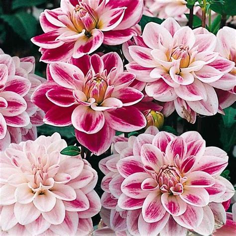 fleurs