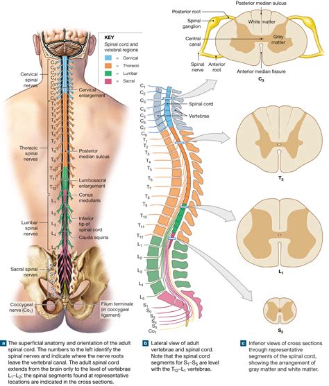 Spinal Nerve Roots Chart: A Visual Reference of Charts | Chart Master