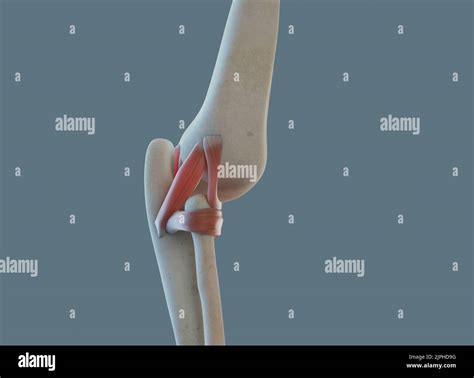 Anatomía de la articulación del codo incluyendo ligamentos y huesos