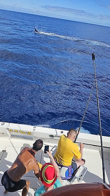 Bluefin Tuna Released Cavalier Blue Marlin Sport Fishing Gran Canaria