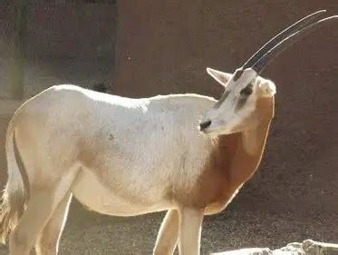 Scimitar Horned Oryx | The Animal Facts