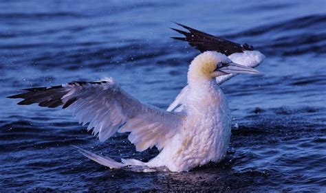 Ganso Patola Adulto Gannet Adult Morus Bassanus Flickr