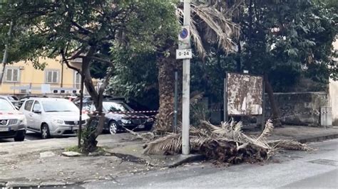 Dramma Sfiorato A Salerno Grosso Ramo Crolla Sul Marciapiede