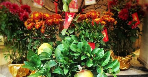 Chinese New Year Lucky Pomelos 中國新年柚子 | Hong Kong Photos at ...