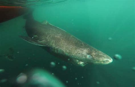 Greenland Shark Facts Golden Spike Company