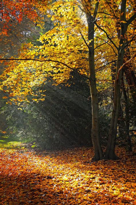 Autumn Forest Autumn Forest Trees Free Stock Photo - Public Domain Pictures