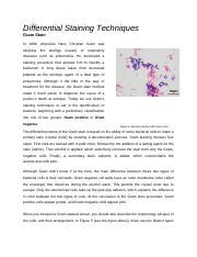 Understanding Differential Staining Techniques Gram Stain Course Hero