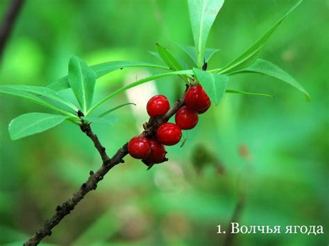 Несъедобные лесные ягоды (100 фото) » НА ДАЧЕ ФОТО