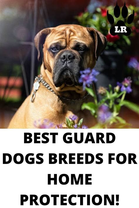 29 Of The Best Guard Dog Breeds In 2022 Guard Dog