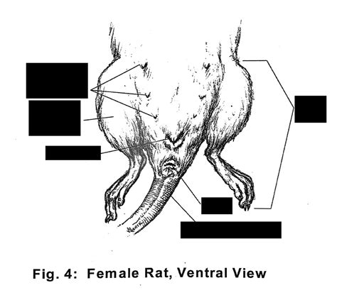 Figure 4 - Female Rat Ventral View Diagram | Quizlet