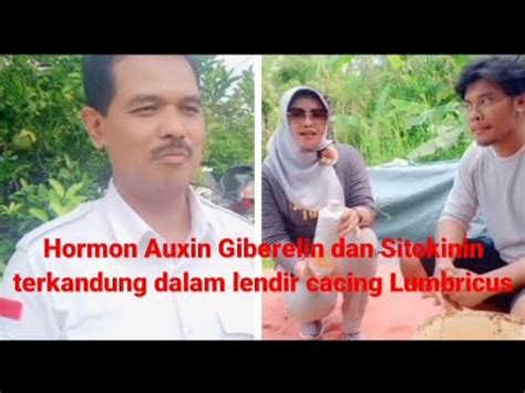 Hormon Auxin Giberelin Sitokinin Dalam Pupuk Organik Kascing Bisnis