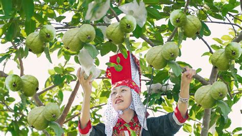 Harvesting Guava In The Garden Goes To Market Sell Cooking Potato