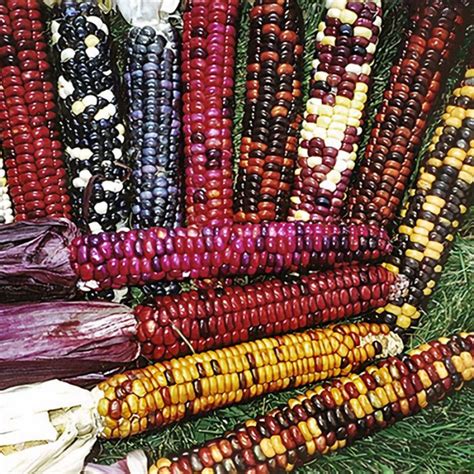 Ornamental Corn Painted Mountain