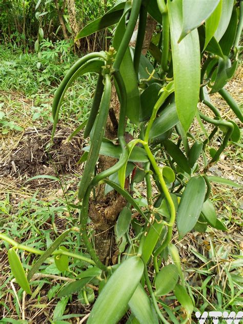 Malagasy Cuisine – The Food of Madagascar - Very Tasty World