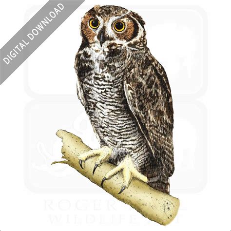 Great Horned Owl Poster Print Infographic