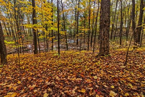 Ríos Y Bosques En Otoño Caen En El Centro De Ontario Canada Foto de