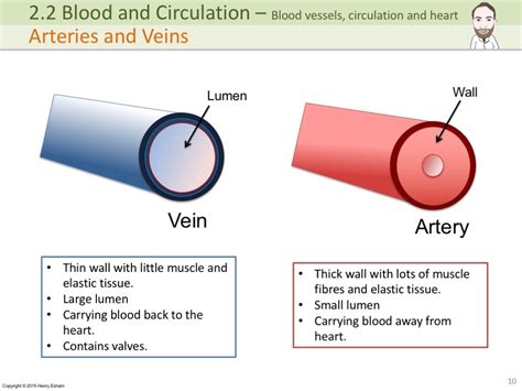 IGCSE Blood vessels, circulation and the heart