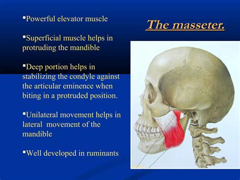 Temporomandibular Joint Development And Anatomy Ppt