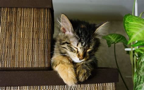 sleeping, Cat, On, A, Box Wallpapers HD / Desktop and Mobile Backgrounds