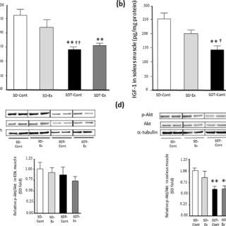 Protein Expression Of Insulin Like Growth Factor Igf And