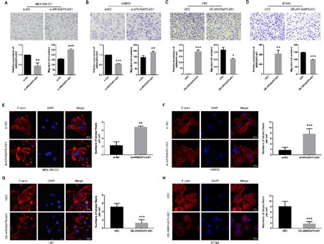 Arhgap5 As1 Inhibits Migration Of Breast Cancer Cells Transwell