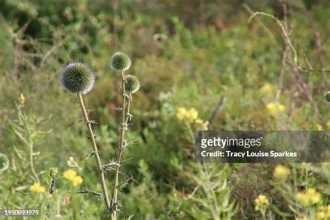 60 Gamla Nature Reserve Stock Photos, High-Res Pictures, and Images ...