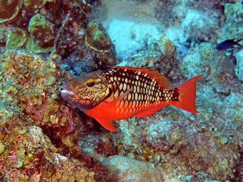 Stoplight Parrotfish Initial Phase Stock Image C040 1455 Science