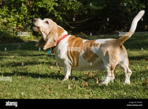 Why Do Basset Hounds Howl