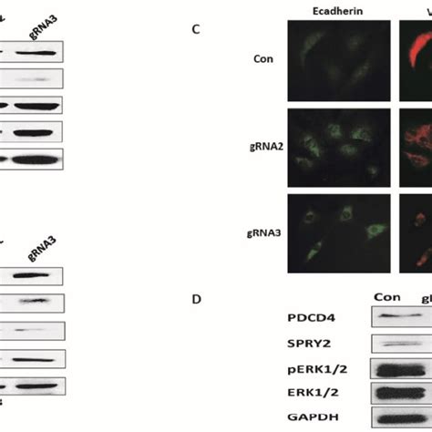 Lentiviral Crisprcas9 Mediated Mir 21 Gene Editing Leads To Reduced