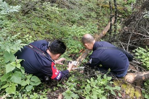 守护绿水青山 金川公安成功破获一起盗伐林木案 关注森林