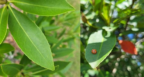 What’s in Bloom? …Loblolly-Bay - UF/IFAS Extension Orange County