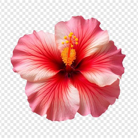 Premium PSD Sunset Hibiscus Flower Png Isolated On Transparent Background