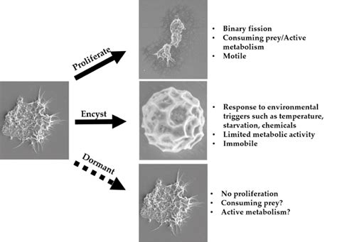 Three Potential Life Cycle Paths For Acanthamoeba Trophozoites Download Scientific Diagram